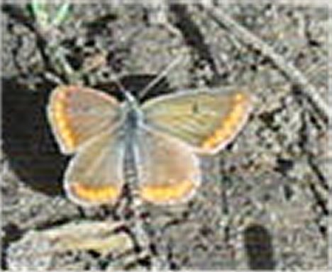 farfalla - Aricia cfr. agestis